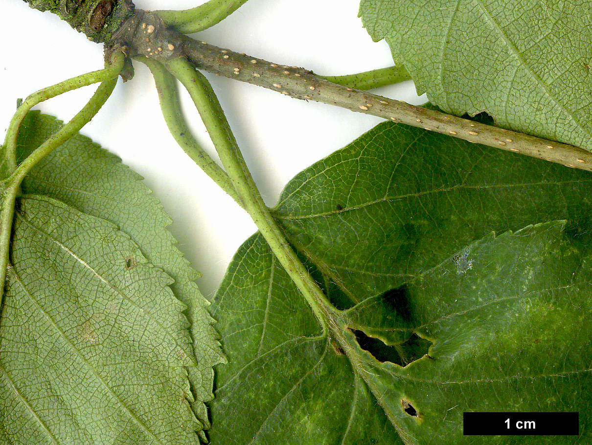 High resolution image: Family: Betulaceae - Genus: Betula - Taxon: papyrifera