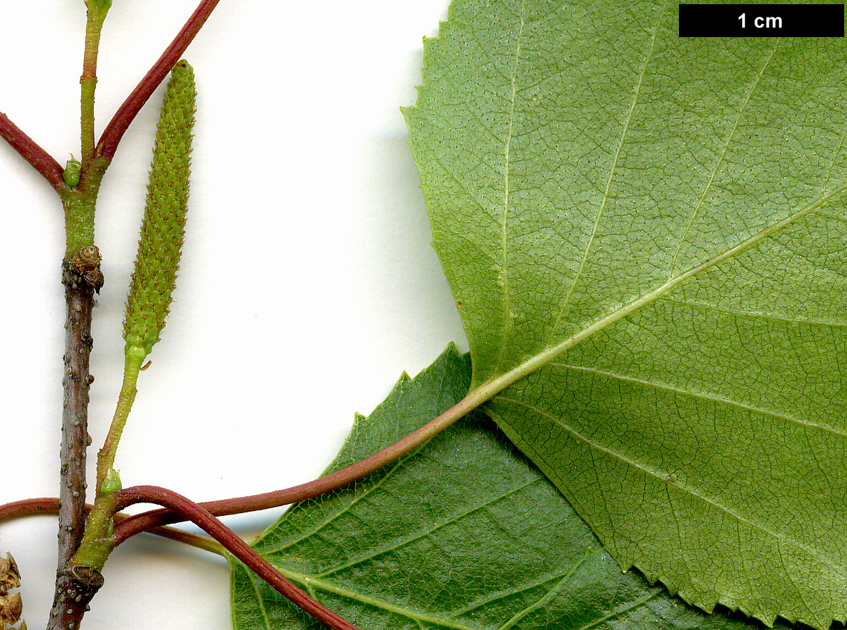 High resolution image: Family: Betulaceae - Genus: Betula - Taxon: populifolia