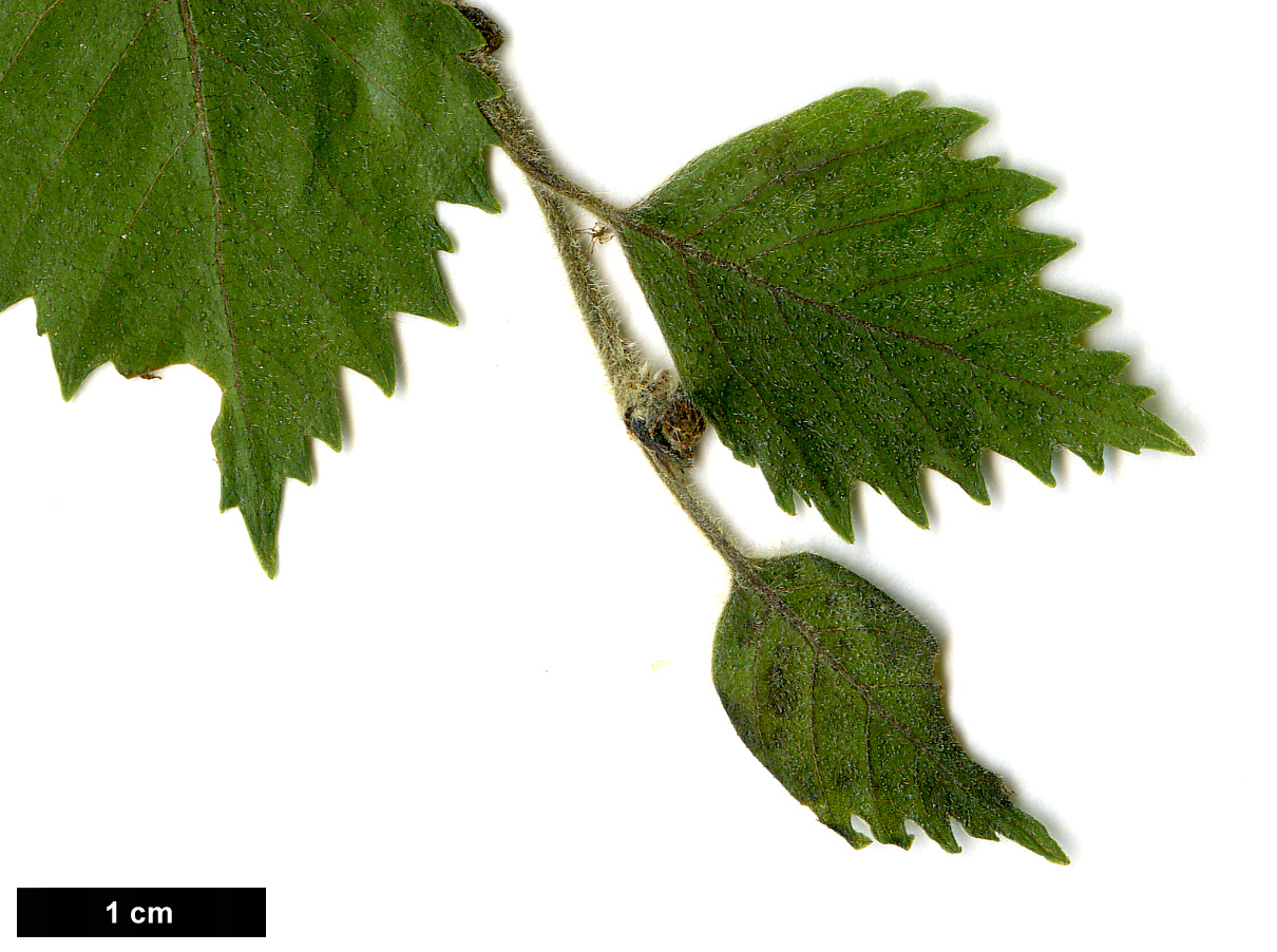 High resolution image: Family: Betulaceae - Genus: Betula - Taxon: pubescens