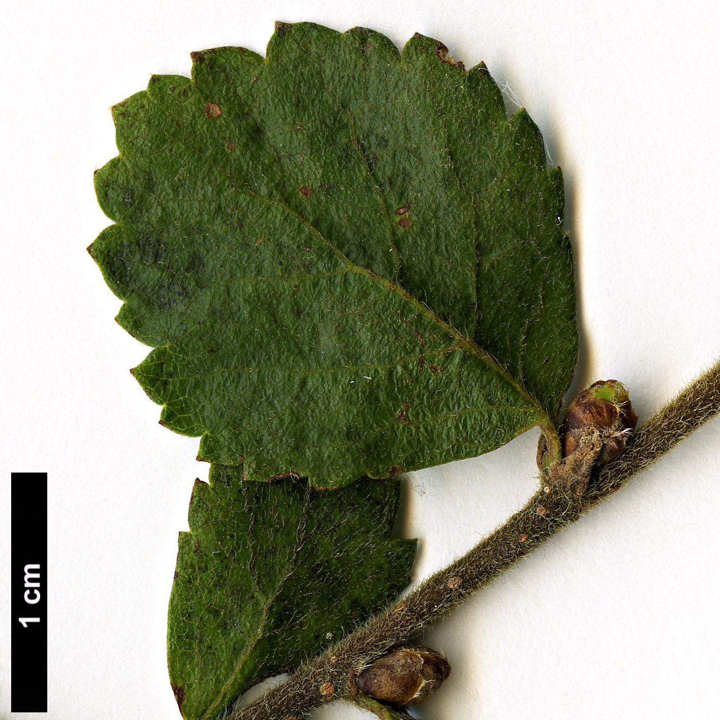 High resolution image: Family: Betulaceae - Genus: Betula - Taxon: pumila