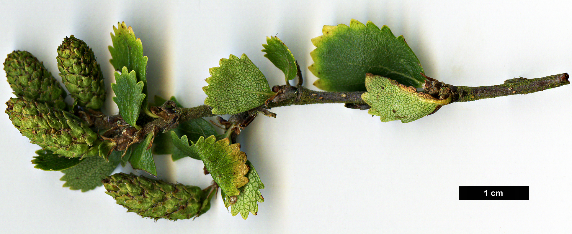 High resolution image: Family: Betulaceae - Genus: Betula - Taxon: pumila