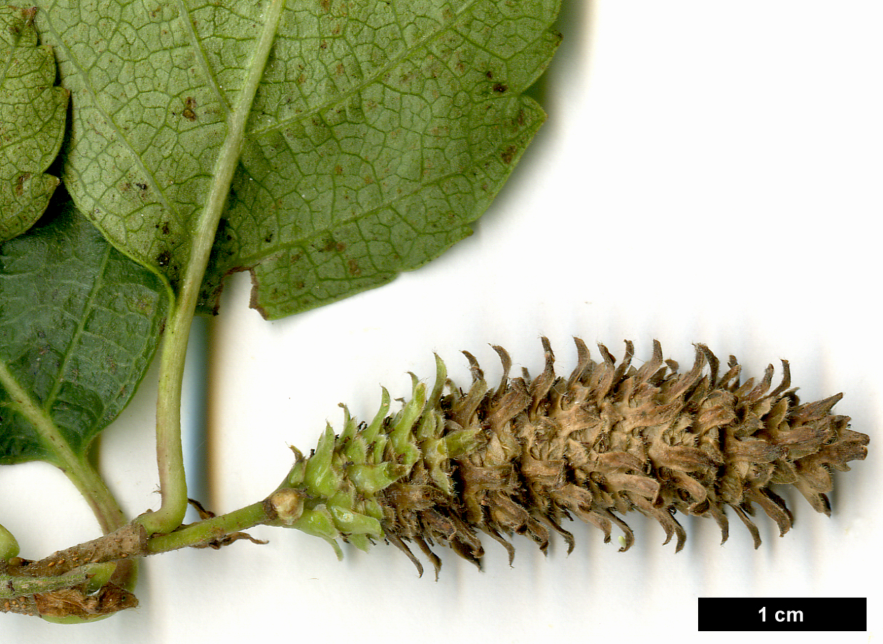 High resolution image: Family: Betulaceae - Genus: Betula - Taxon: raddeana