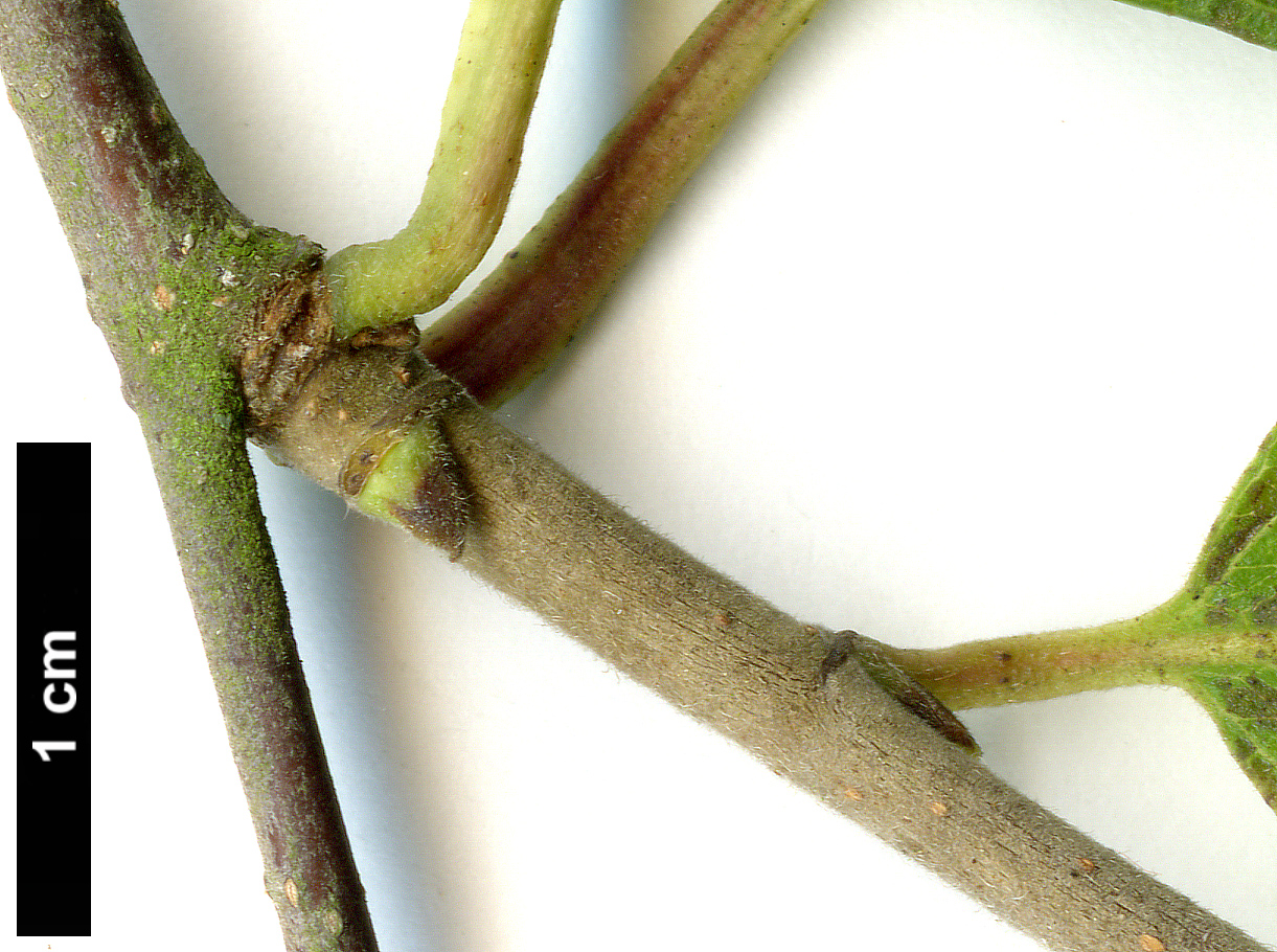 High resolution image: Family: Betulaceae - Genus: Betula - Taxon: raddeana