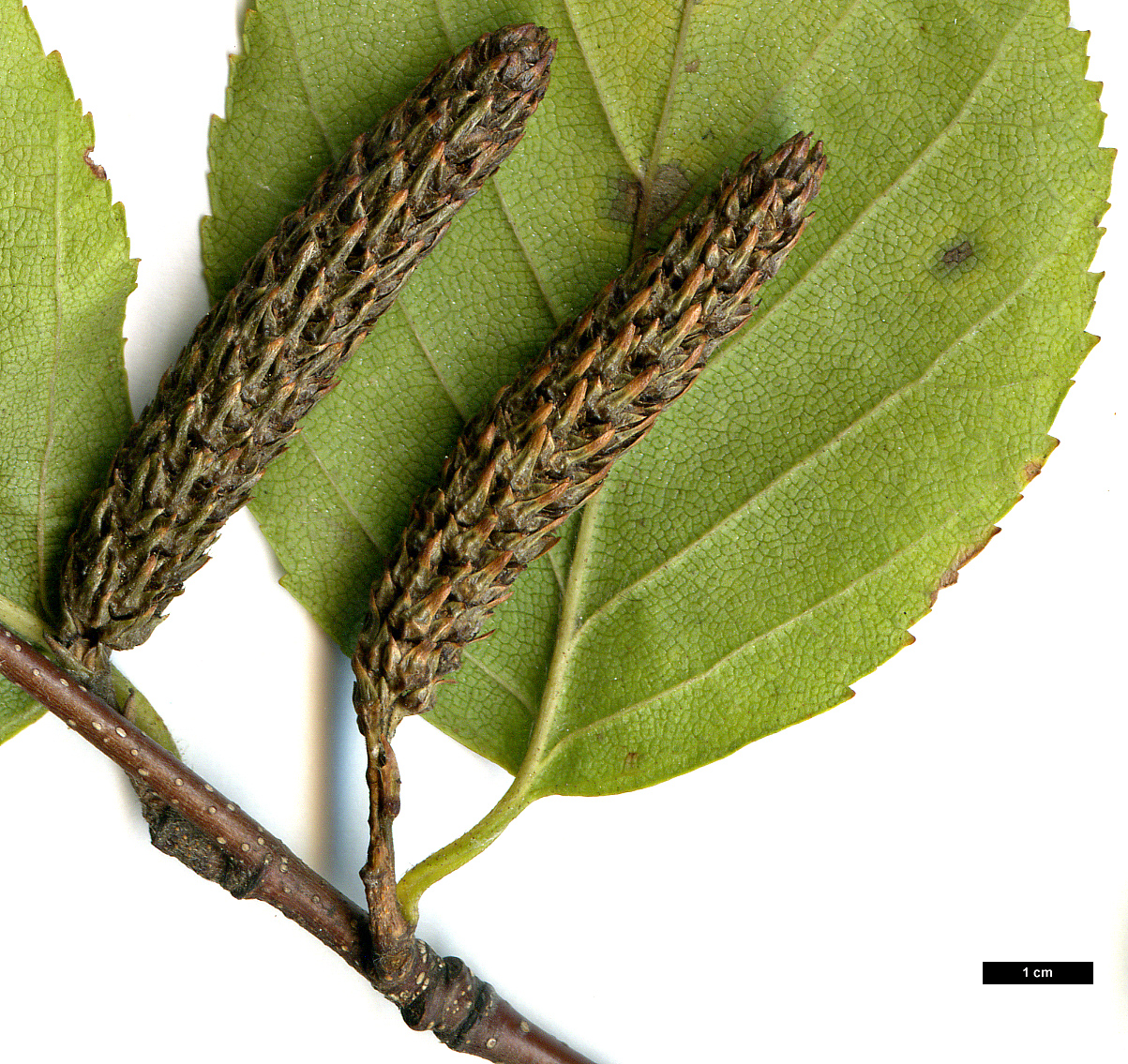 High resolution image: Family: Betulaceae - Genus: Betula - Taxon: schmidtii