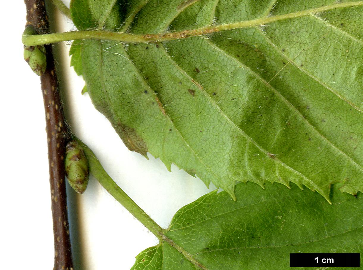 High resolution image: Family: Betulaceae - Genus: Carpinus - Taxon: caroliniana