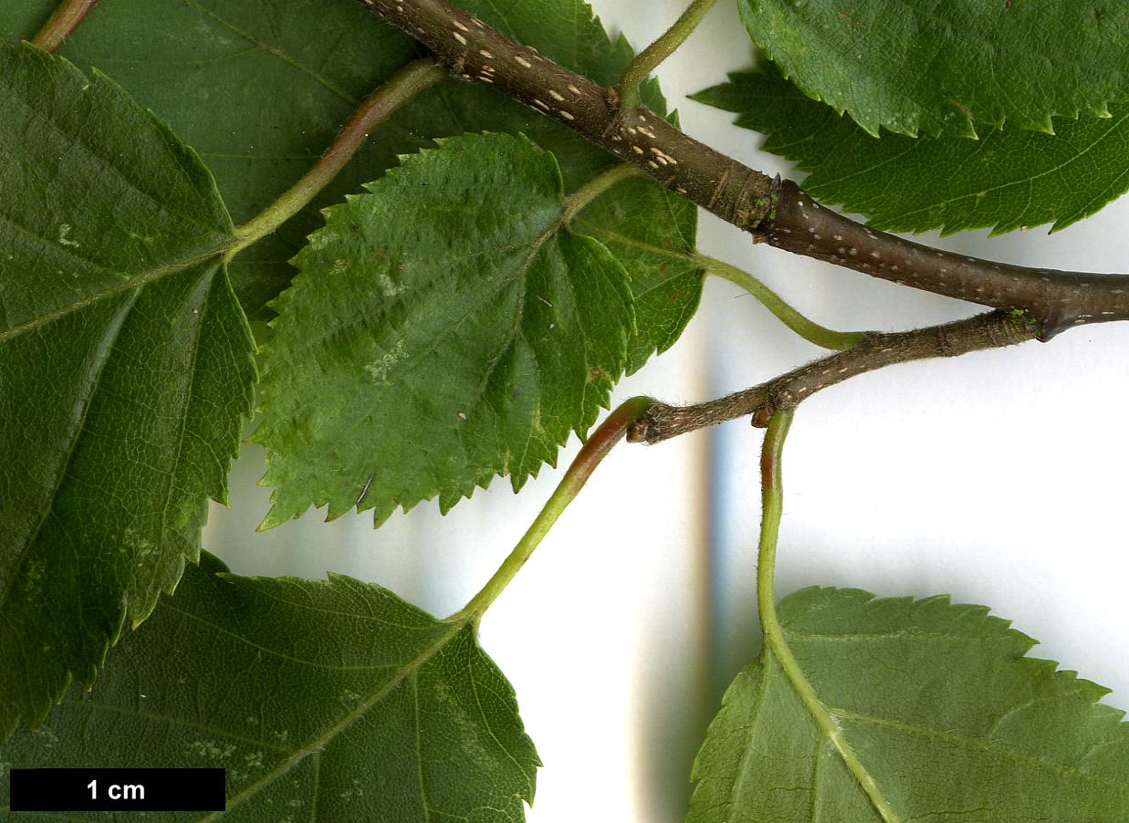 High resolution image: Family: Betulaceae - Genus: Carpinus - Taxon: caroliniana