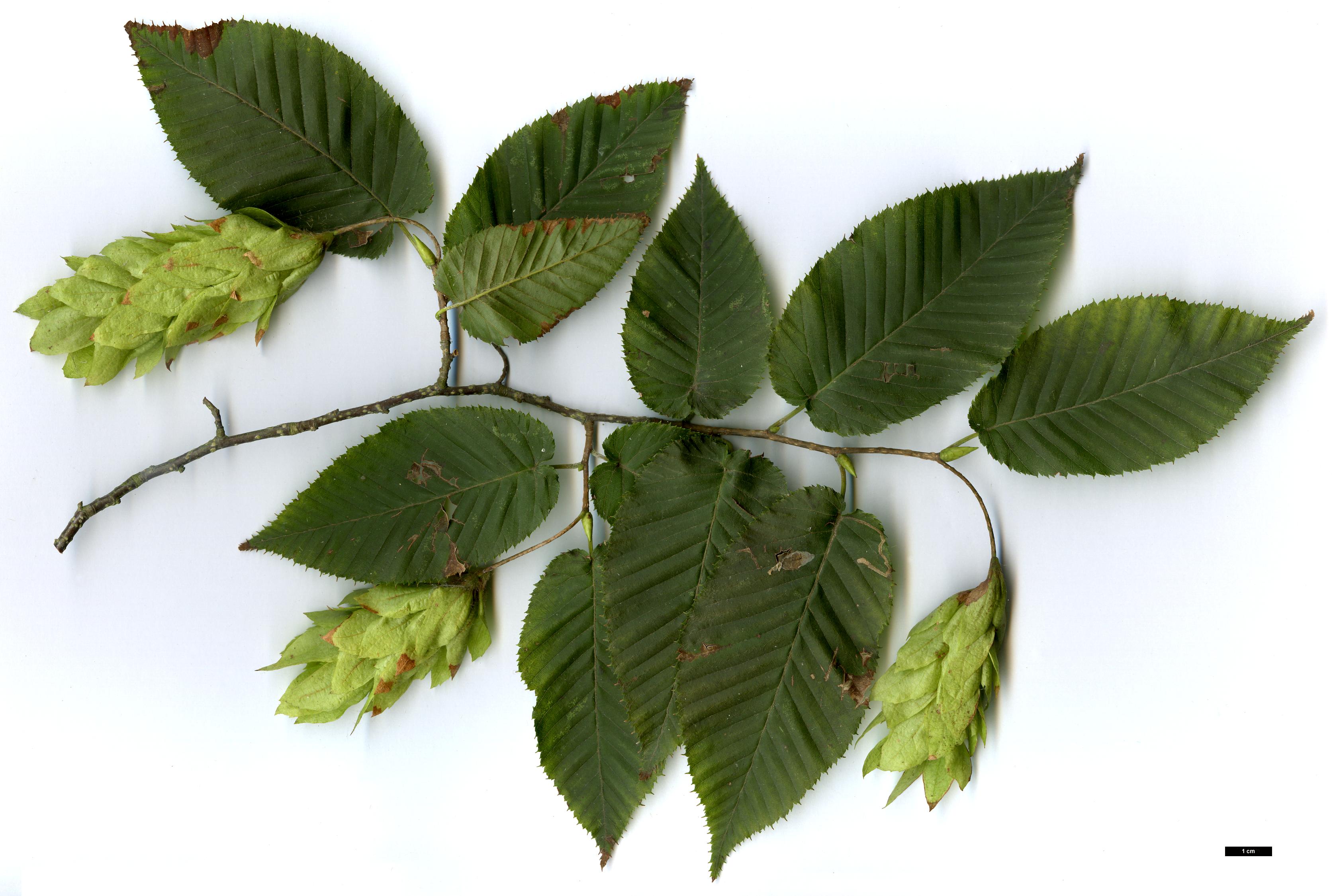 High resolution image: Family: Betulaceae - Genus: Carpinus - Taxon: cordata