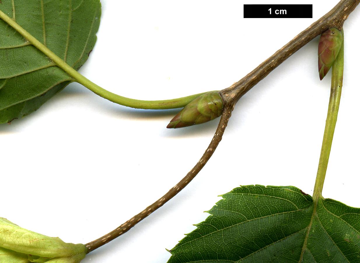 High resolution image: Family: Betulaceae - Genus: Carpinus - Taxon: cordata