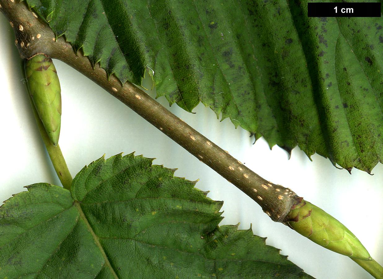 High resolution image: Family: Betulaceae - Genus: Carpinus - Taxon: cordata