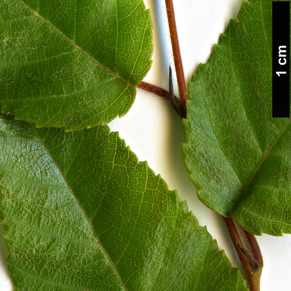 High resolution image: Family: Betulaceae - Genus: Carpinus - Taxon: hebestroma