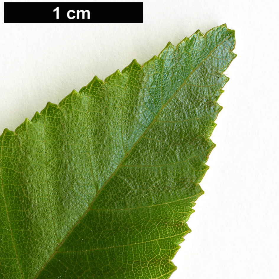 High resolution image: Family: Betulaceae - Genus: Carpinus - Taxon: hebestroma