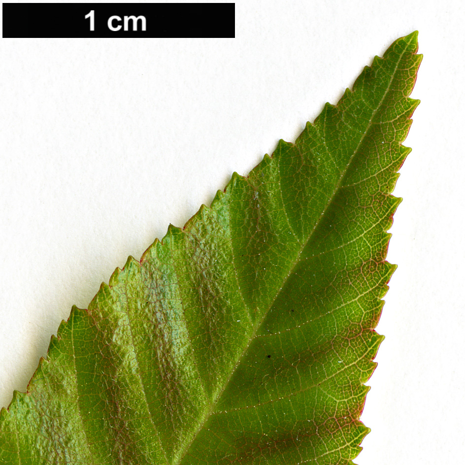 High resolution image: Family: Betulaceae - Genus: Carpinus - Taxon: hebestroma