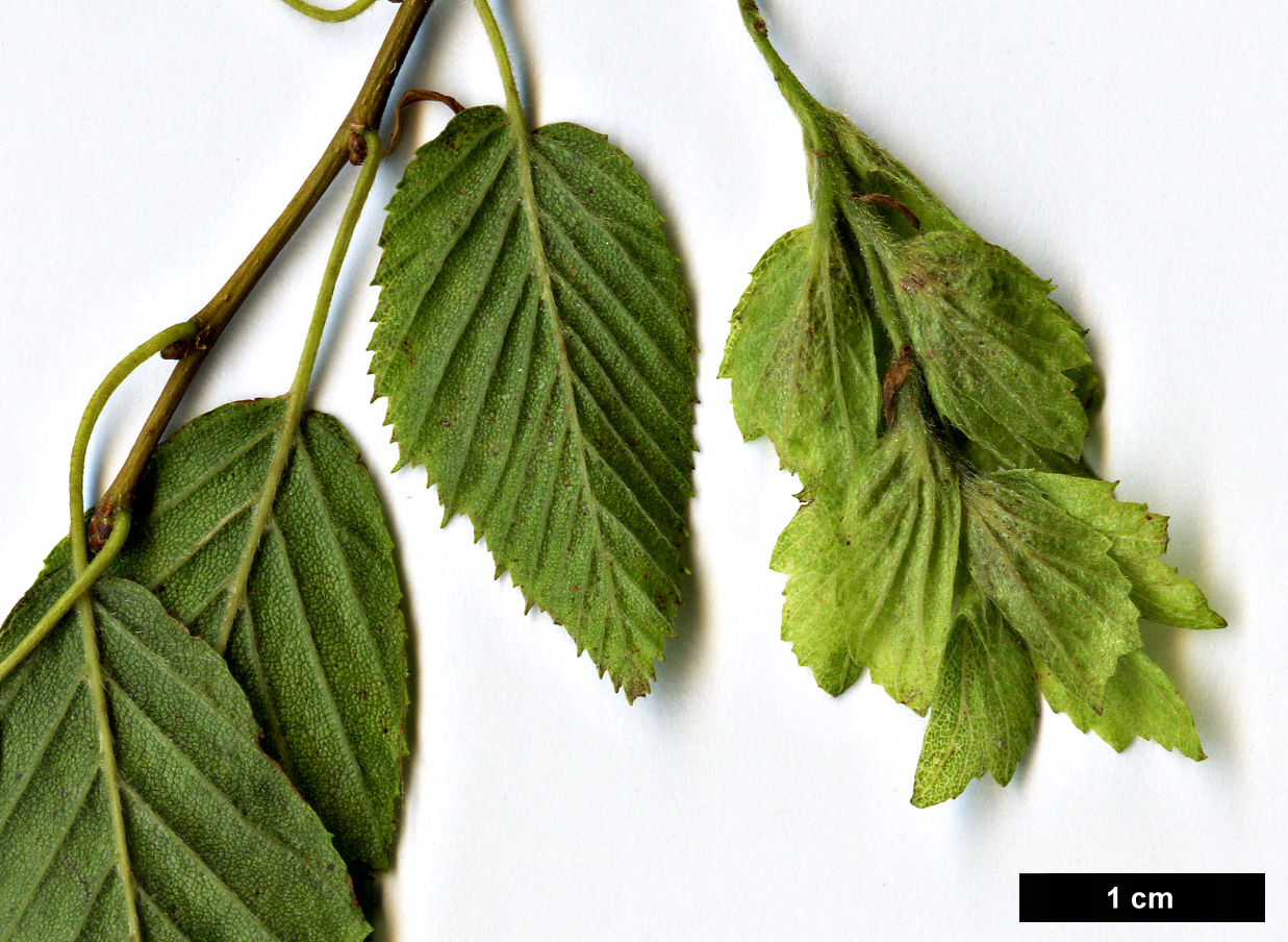 High resolution image: Family: Betulaceae - Genus: Carpinus - Taxon: henryana