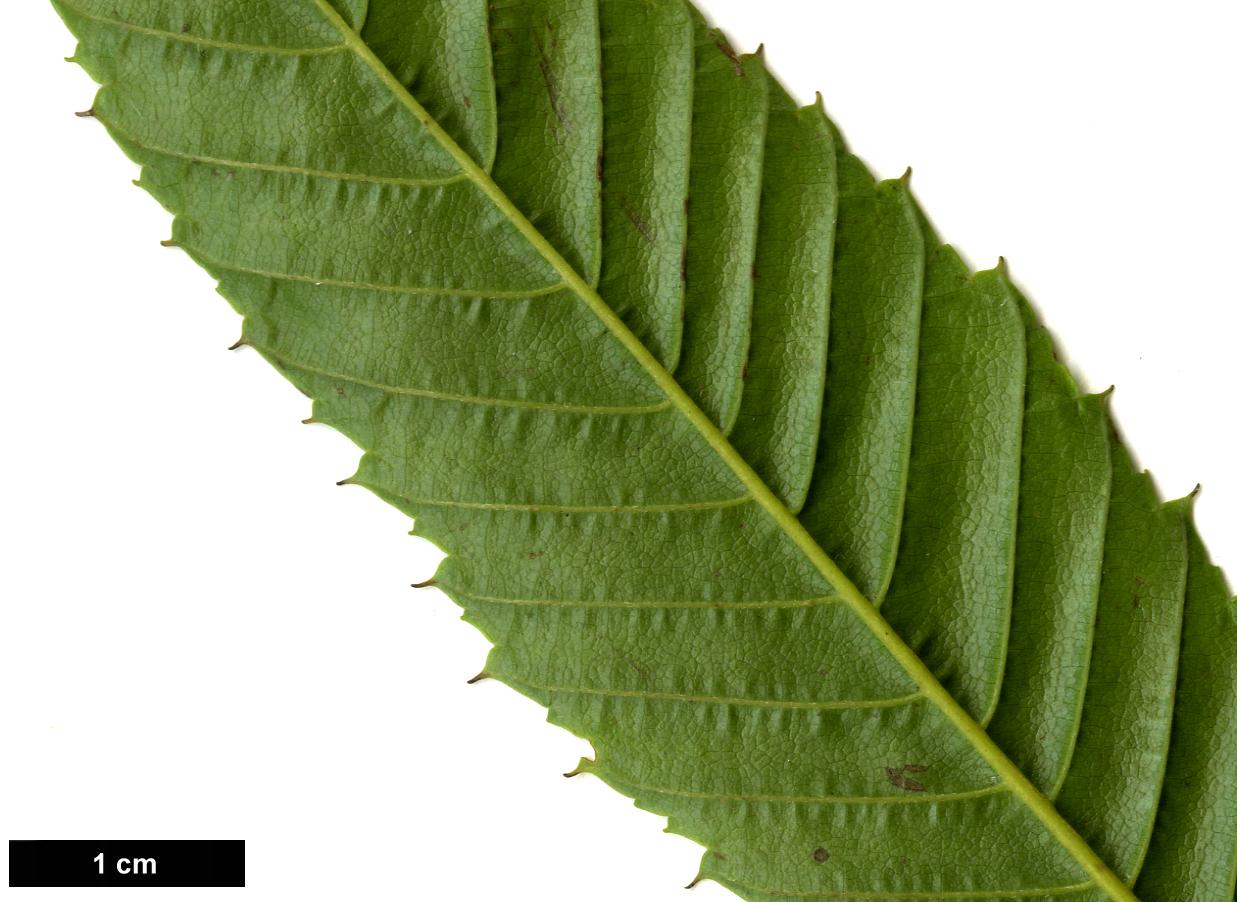 High resolution image: Family: Betulaceae - Genus: Carpinus - Taxon: japonica