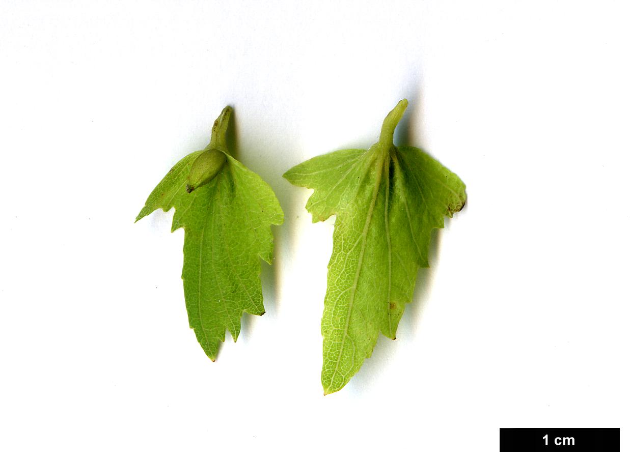 High resolution image: Family: Betulaceae - Genus: Carpinus - Taxon: laxiflora