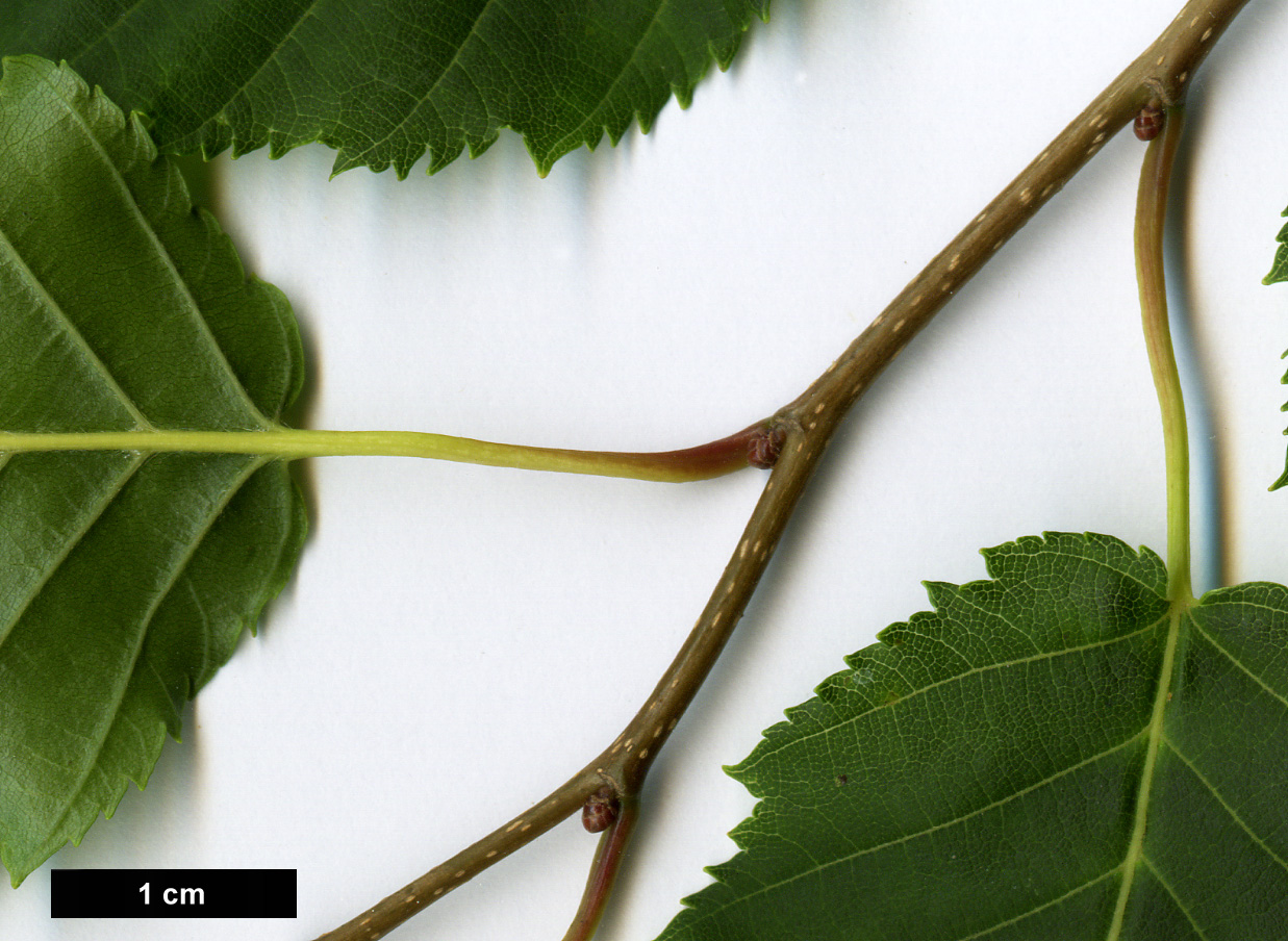 High resolution image: Family: Betulaceae - Genus: Carpinus - Taxon: laxiflora