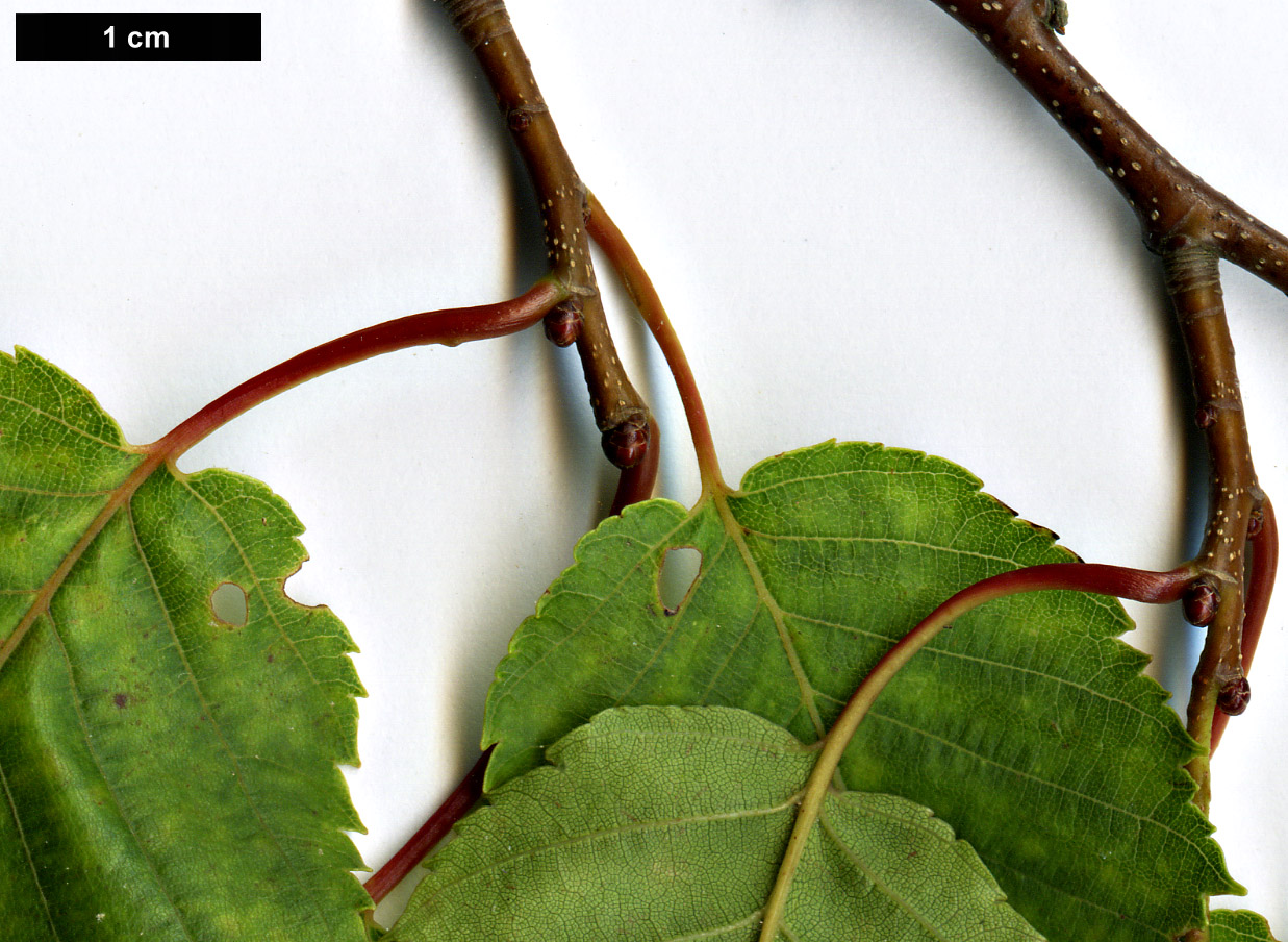 High resolution image: Family: Betulaceae - Genus: Carpinus - Taxon: laxiflora