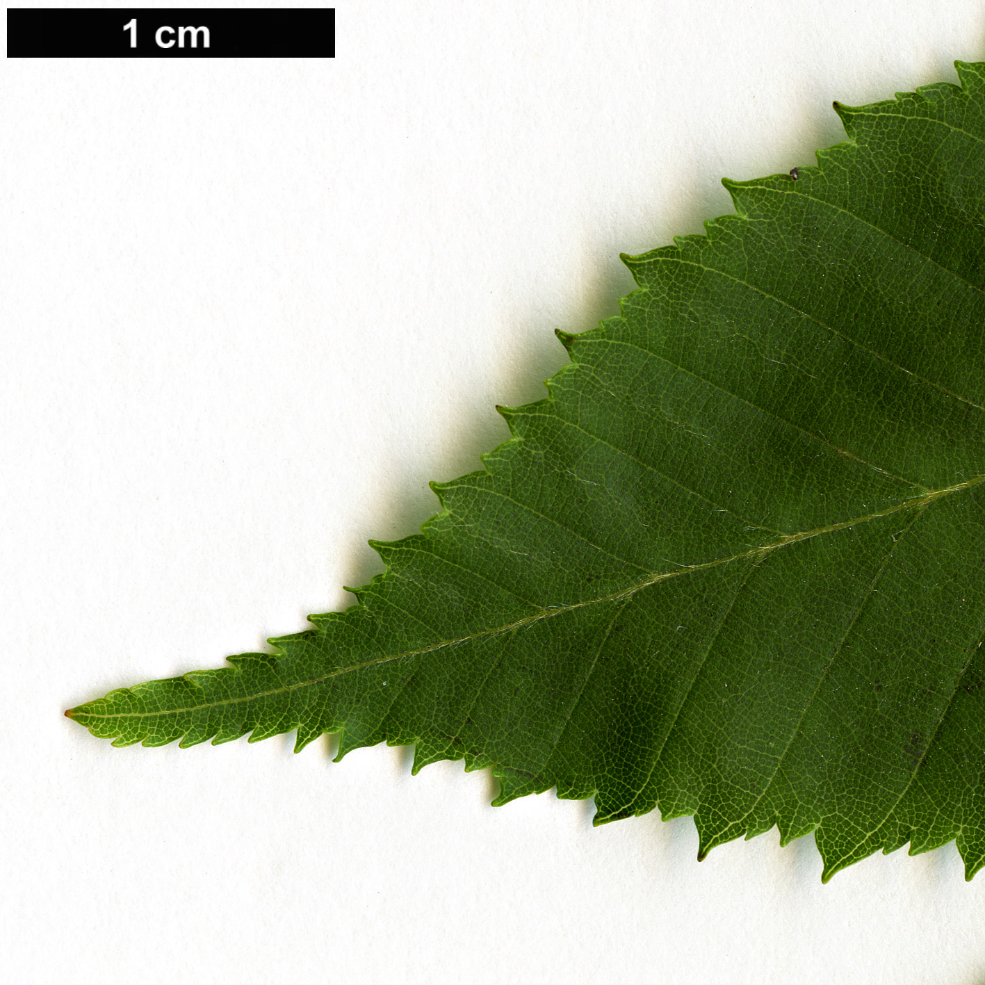 High resolution image: Family: Betulaceae - Genus: Carpinus - Taxon: laxiflora