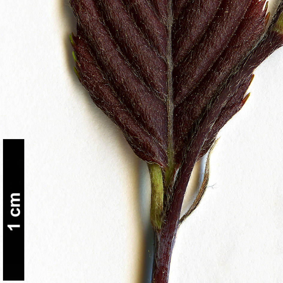 High resolution image: Family: Betulaceae - Genus: Carpinus - Taxon: omeiensis