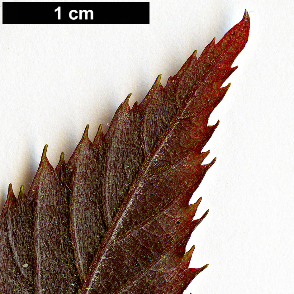 High resolution image: Family: Betulaceae - Genus: Carpinus - Taxon: omeiensis