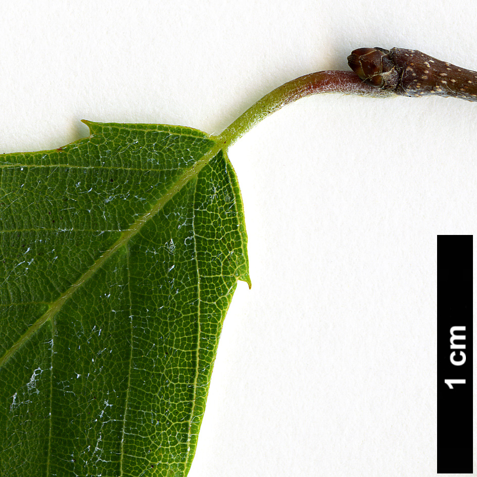 High resolution image: Family: Betulaceae - Genus: Carpinus - Taxon: omeiensis