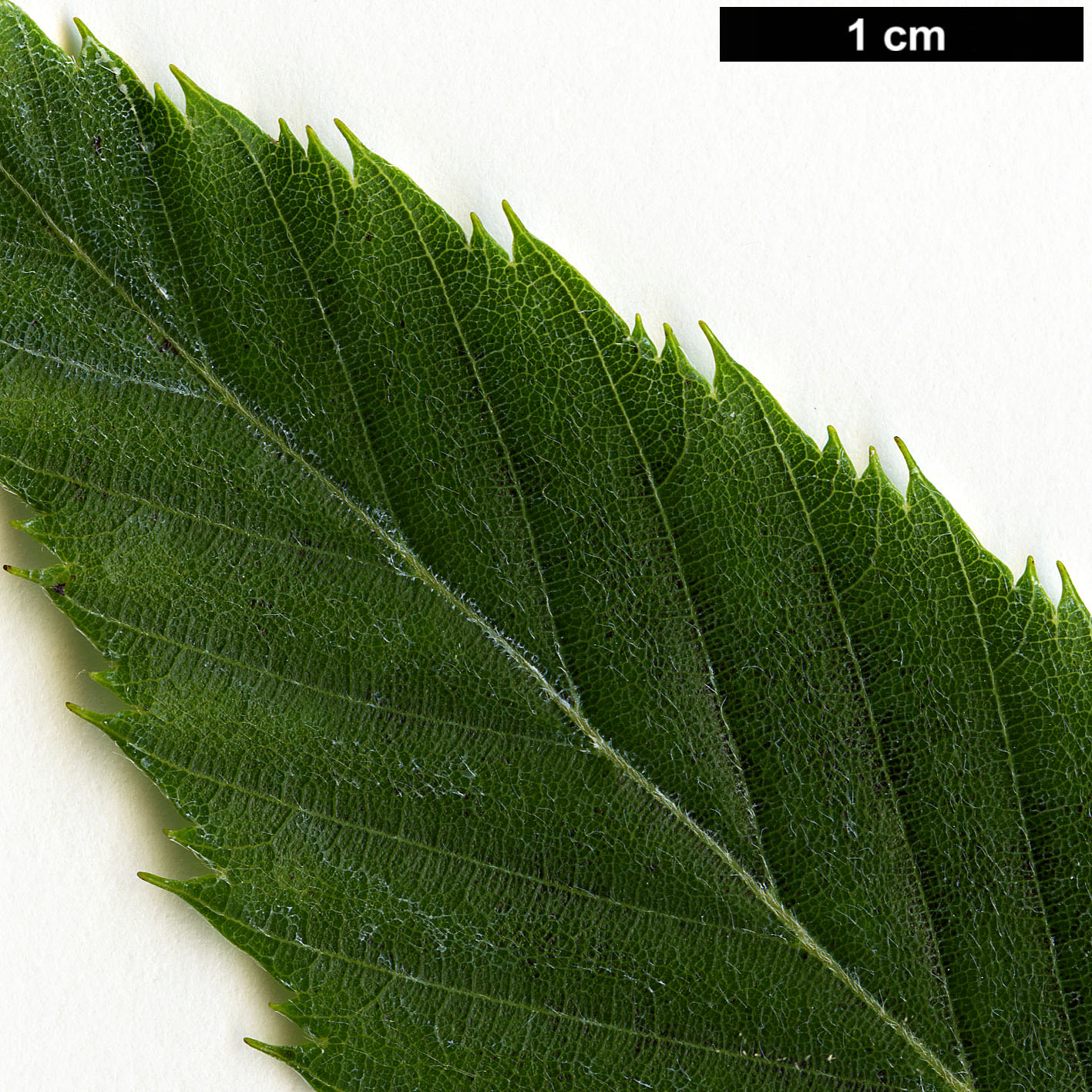 High resolution image: Family: Betulaceae - Genus: Carpinus - Taxon: omeiensis