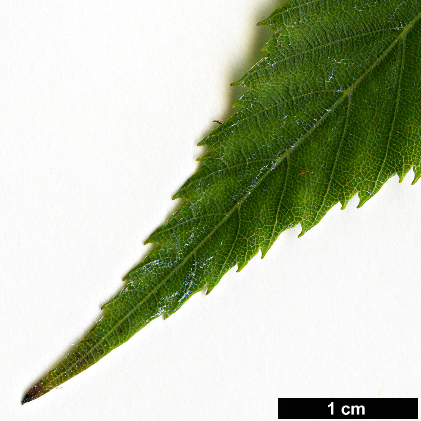 High resolution image: Family: Betulaceae - Genus: Carpinus - Taxon: omeiensis