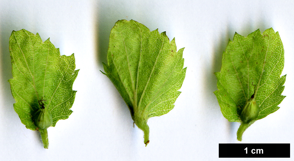 High resolution image: Family: Betulaceae - Genus: Carpinus - Taxon: orientalis