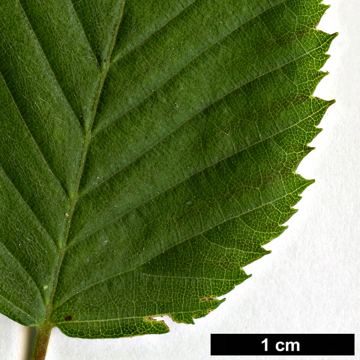 High resolution image: Family: Betulaceae - Genus: Carpinus - Taxon: polyneura