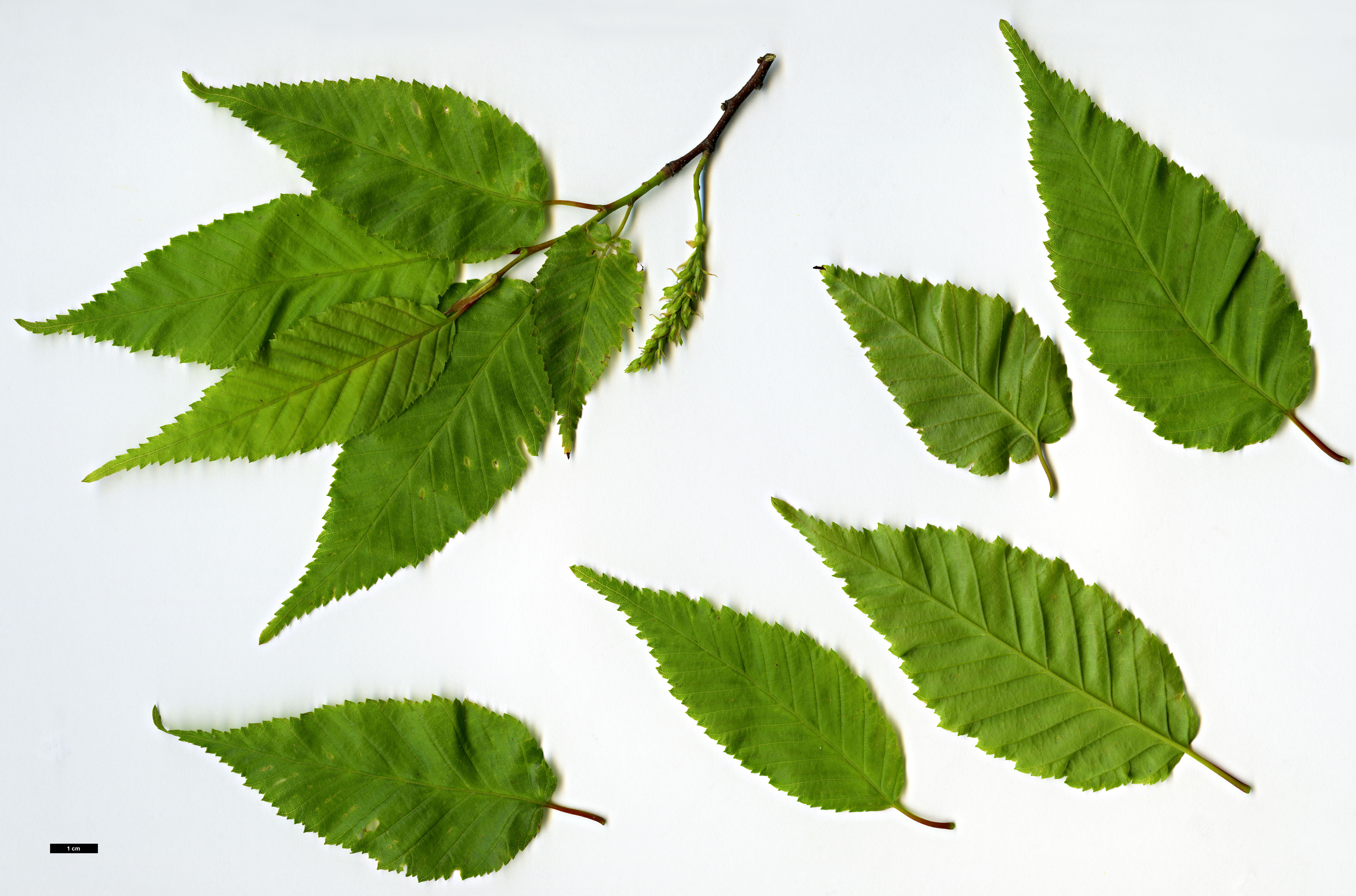 High resolution image: Family: Betulaceae - Genus: Carpinus - Taxon: polyneura