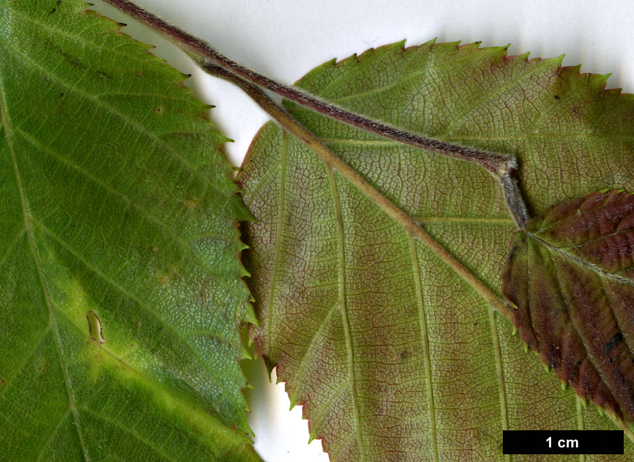 High resolution image: Family: Betulaceae - Genus: Carpinus - Taxon: pubescens