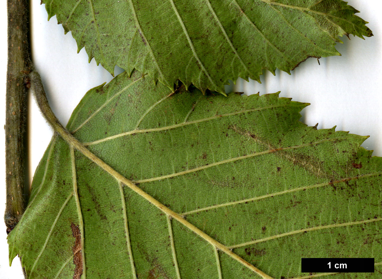 High resolution image: Family: Betulaceae - Genus: Carpinus - Taxon: pubescens