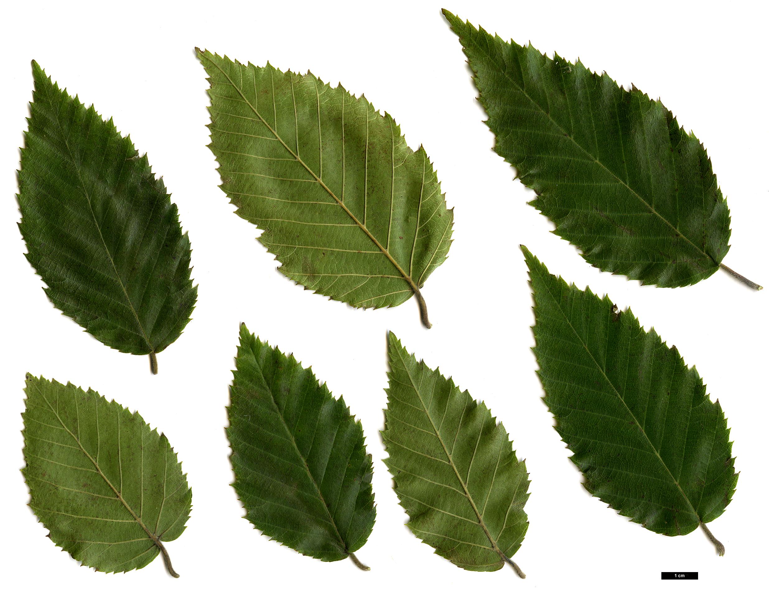 High resolution image: Family: Betulaceae - Genus: Carpinus - Taxon: pubescens