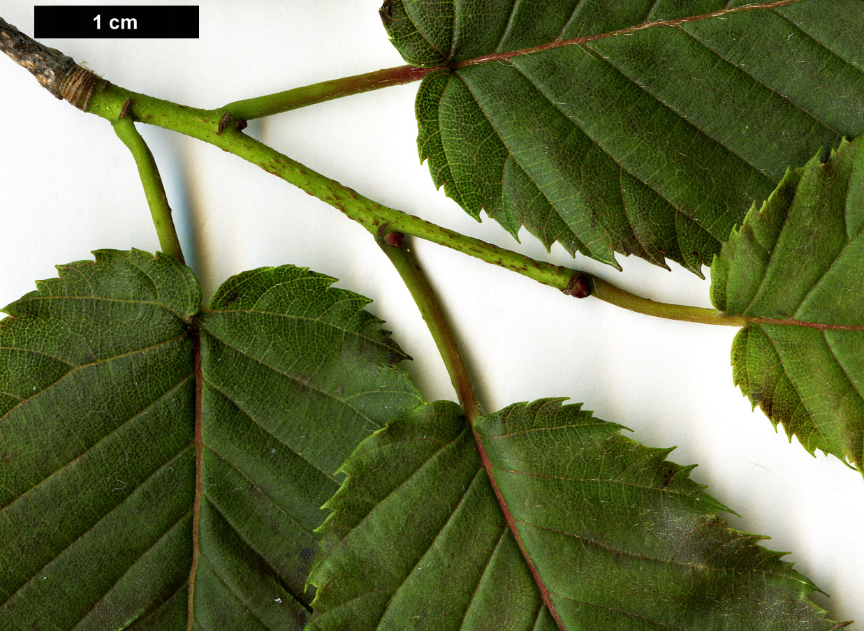 High resolution image: Family: Betulaceae - Genus: Carpinus - Taxon: rankanensis