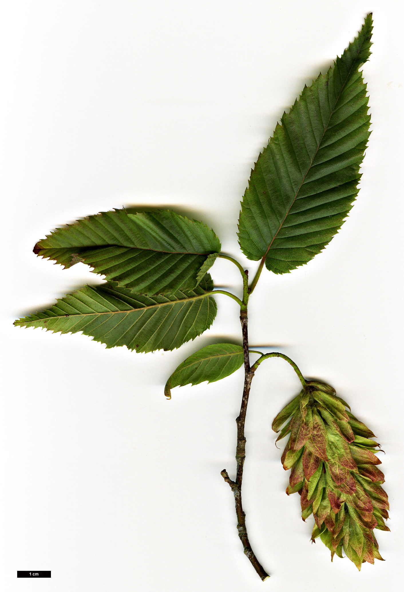 High resolution image: Family: Betulaceae - Genus: Carpinus - Taxon: rankanensis