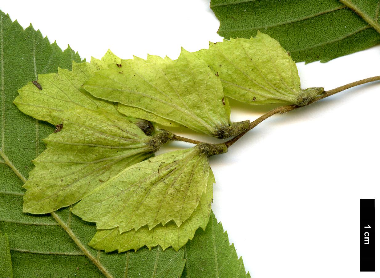 High resolution image: Family: Betulaceae - Genus: Carpinus - Taxon: shensiensis