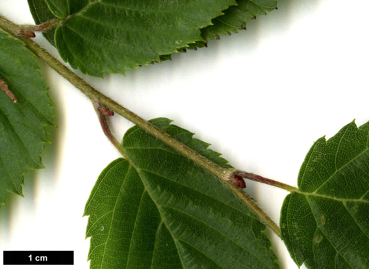 High resolution image: Family: Betulaceae - Genus: Carpinus - Taxon: shensiensis