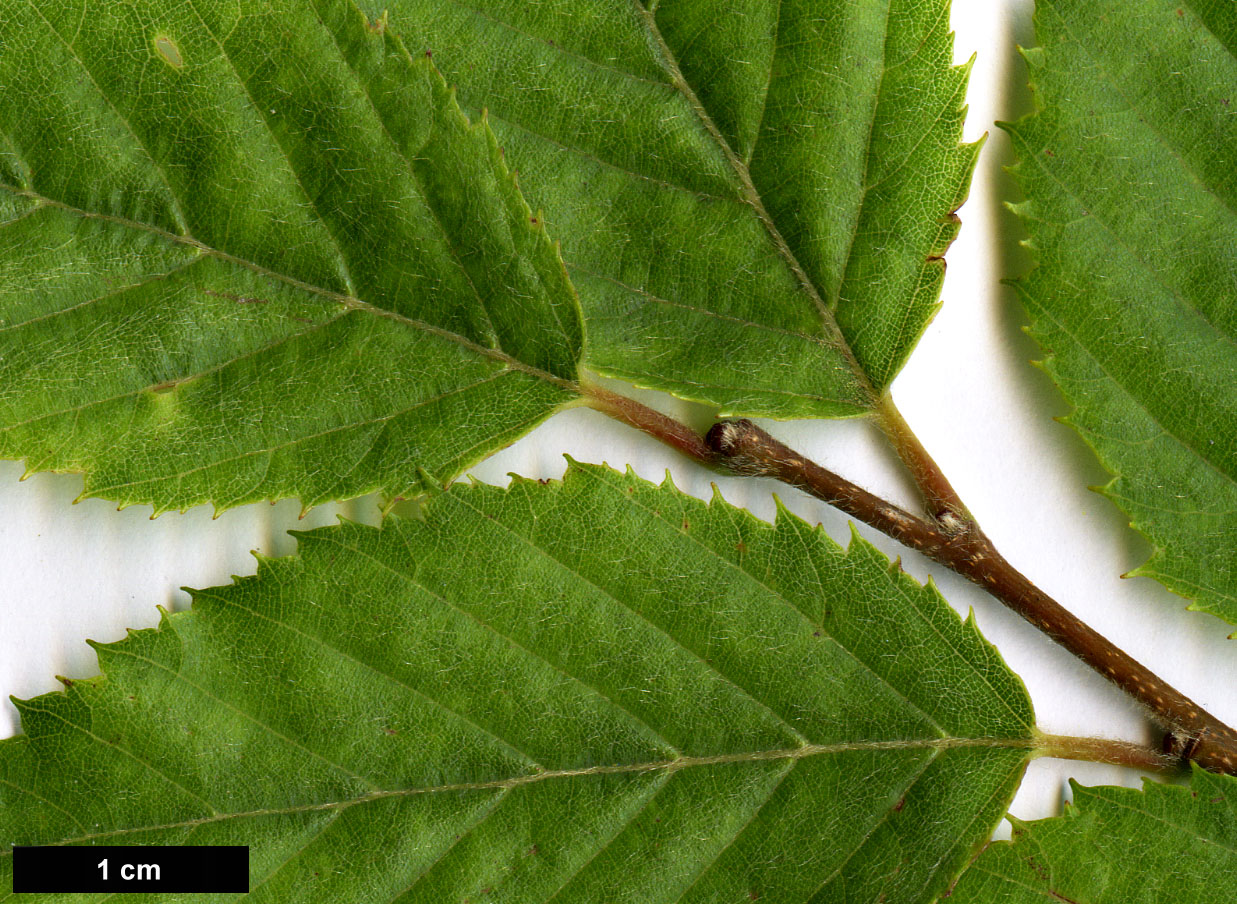 High resolution image: Family: Betulaceae - Genus: Carpinus - Taxon: turczaninowii