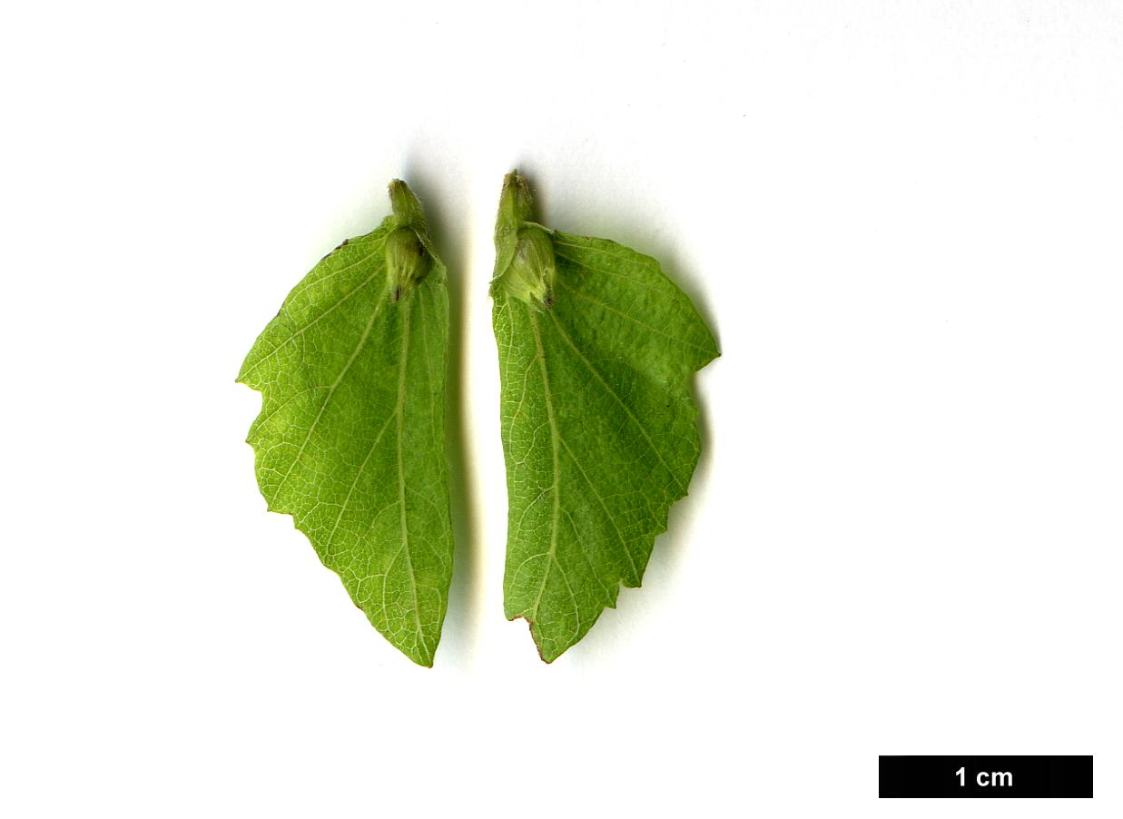 High resolution image: Family: Betulaceae - Genus: Carpinus - Taxon: turczaninowii