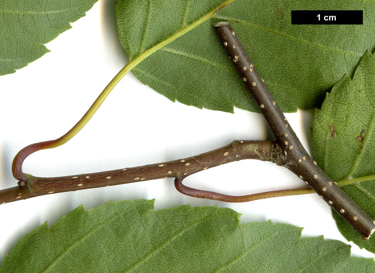 High resolution image: Family: Betulaceae - Genus: Carpinus - Taxon: viminea