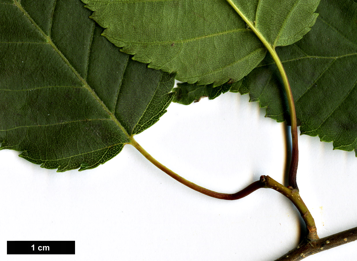 High resolution image: Family: Betulaceae - Genus: Carpinus - Taxon: viminea