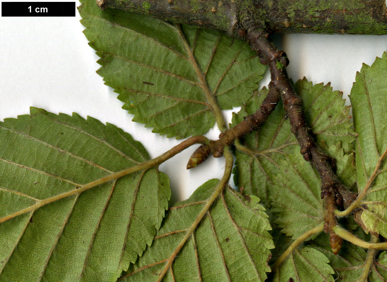 High resolution image: Family: Betulaceae - Genus: Carpinus - Taxon: ×schuschaensis (C.betulus × C.orientalis)