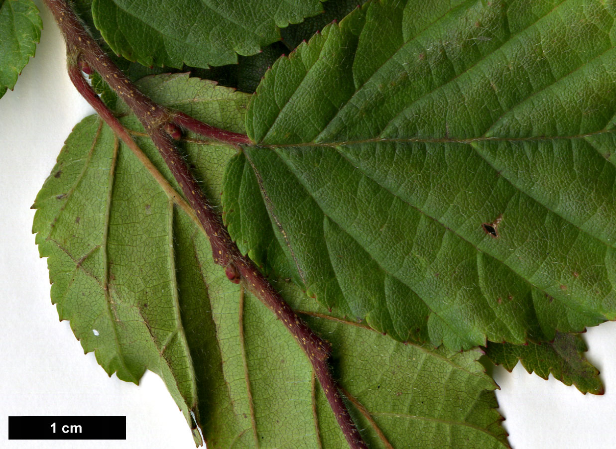 High resolution image: Family: Betulaceae - Genus: Carpinus - Taxon: ×schuschaensis (C.betulus × C.orientalis)