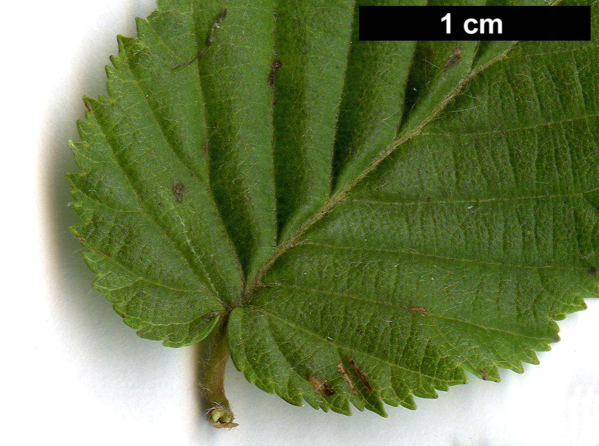 High resolution image: Family: Betulaceae - Genus: Carpinus - Taxon: ×schuschaensis (C.betulus × C.orientalis)