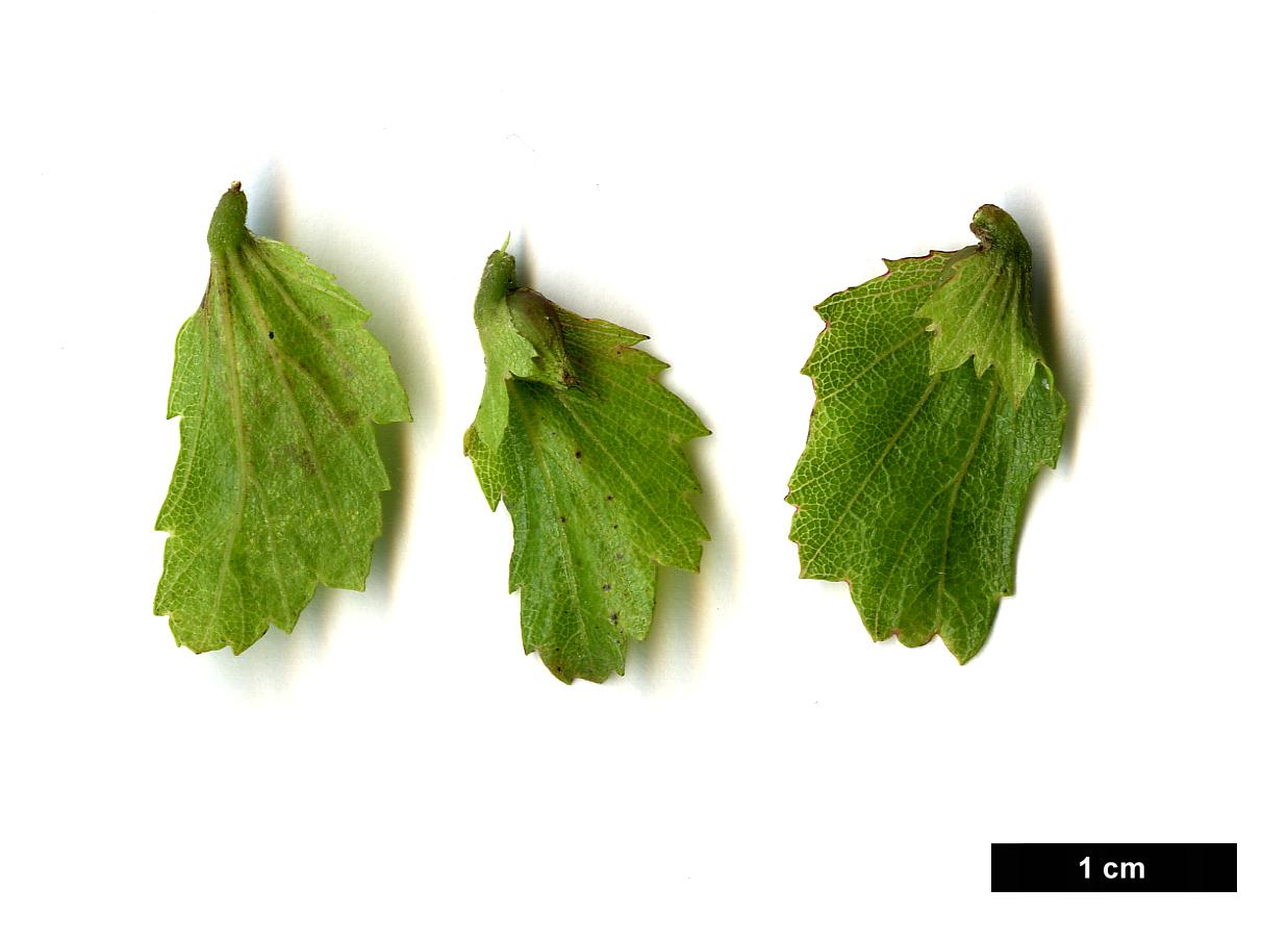 High resolution image: Family: Betulaceae - Genus: Carpinus - Taxon: turczaninowii