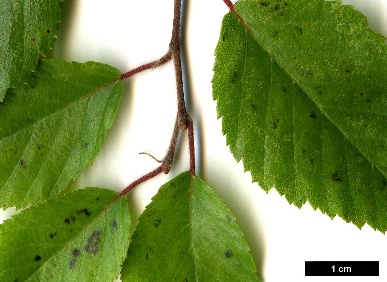 High resolution image: Family: Betulaceae - Genus: Carpinus - Taxon: turczaninowii