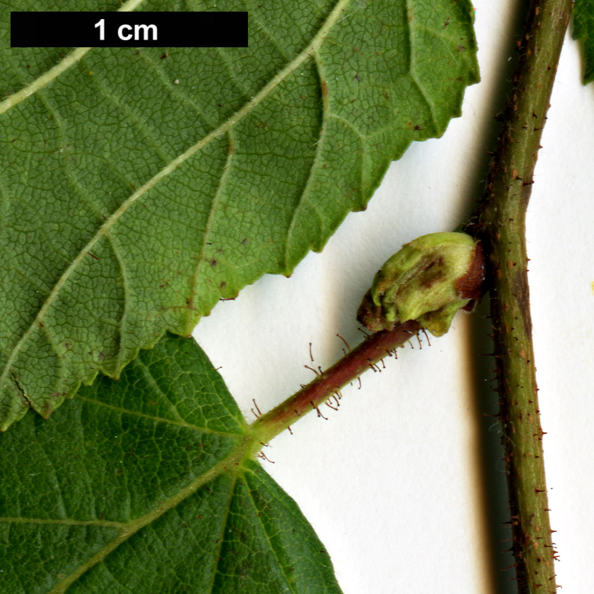 High resolution image: Family: Betulaceae - Genus: Corylus - Taxon: americana