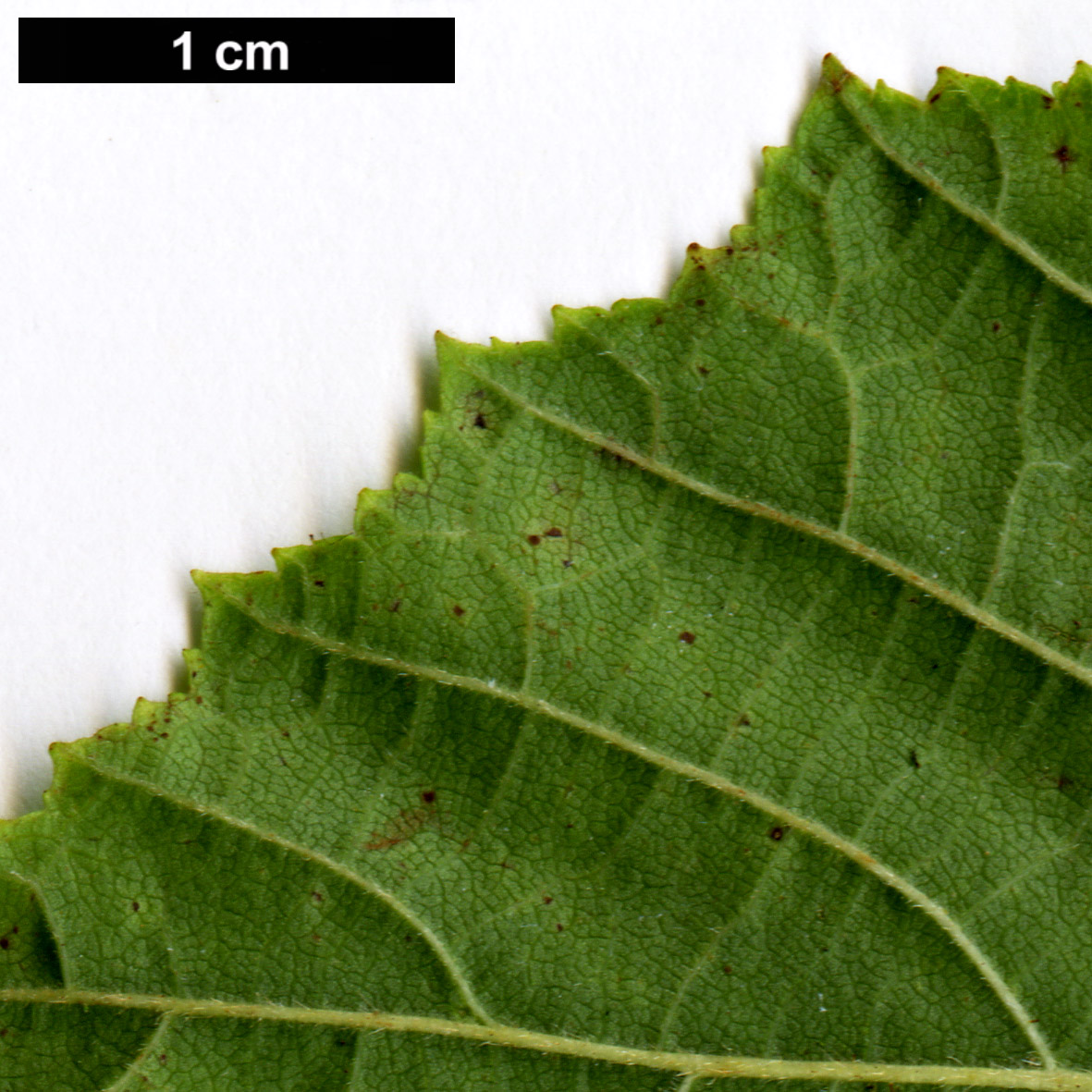 High resolution image: Family: Betulaceae - Genus: Corylus - Taxon: americana