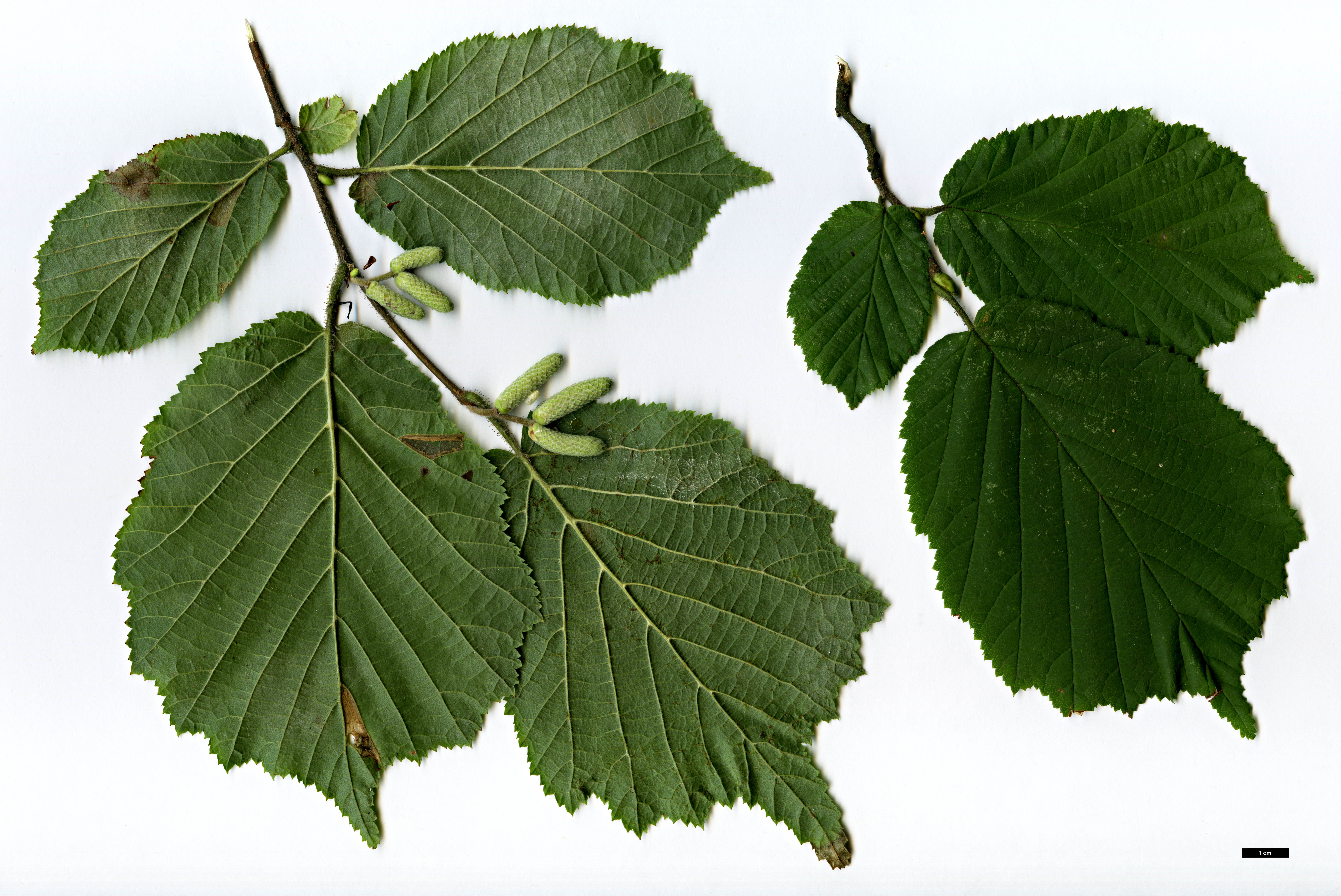 High resolution image: Family: Betulaceae - Genus: Corylus - Taxon: avellana