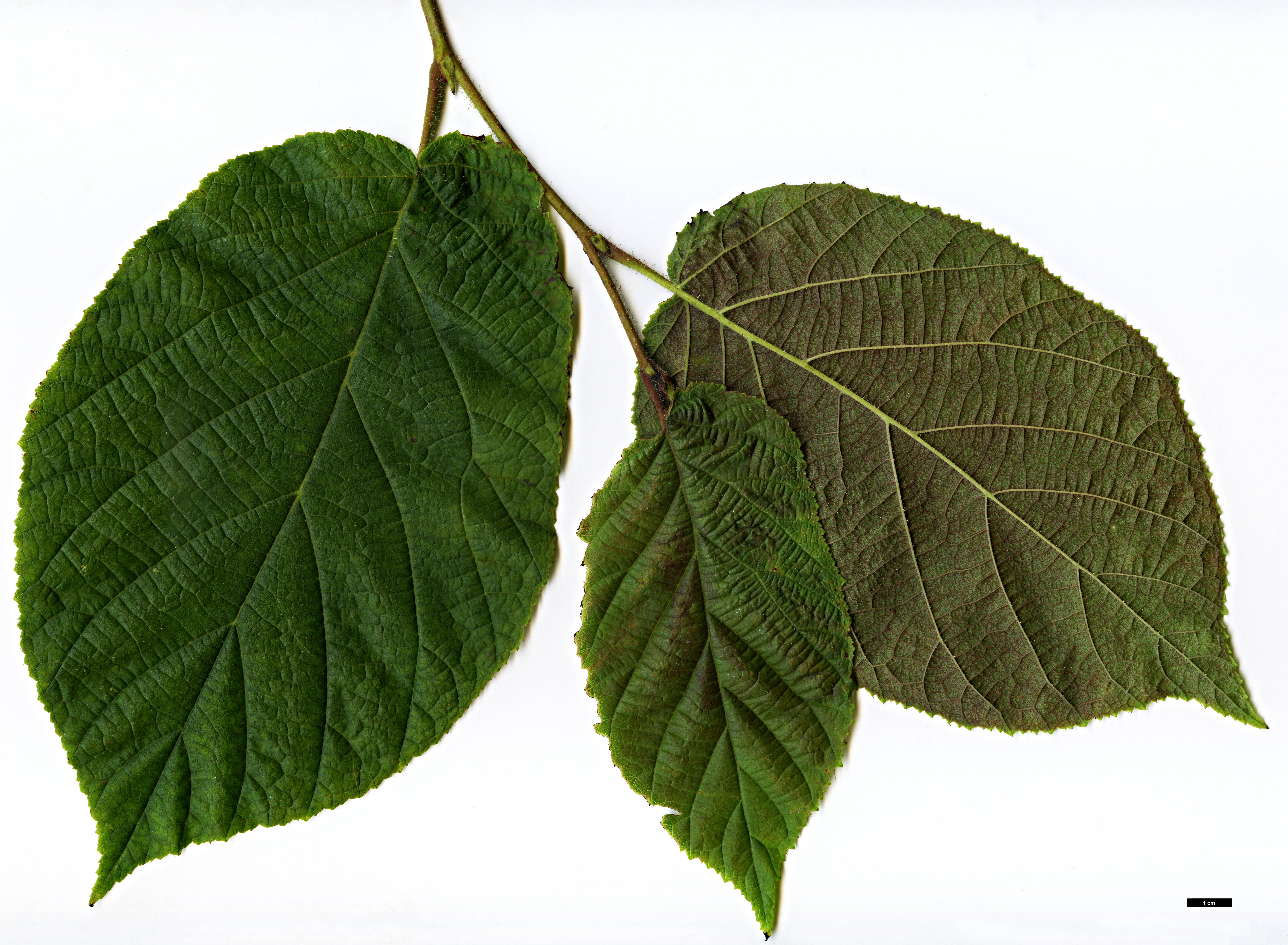 High resolution image: Family: Betulaceae - Genus: Corylus - Taxon: chinensis